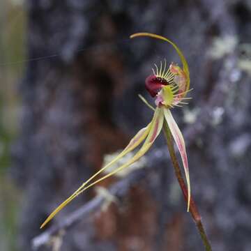 Image of Ray spider orchid