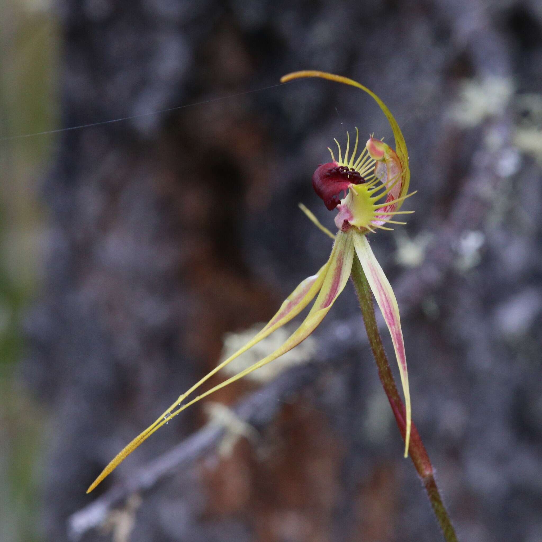 Image of Ray spider orchid