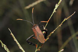 Image de Acanthocephala thomasi