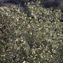 Image of Populus trichocarpa Torr. & A. Gray ex Hook.