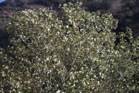 Image of Populus trichocarpa Torr. & A. Gray ex Hook.