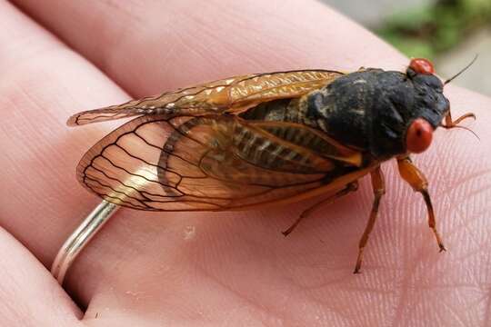 Image of Decula Periodical Cicada