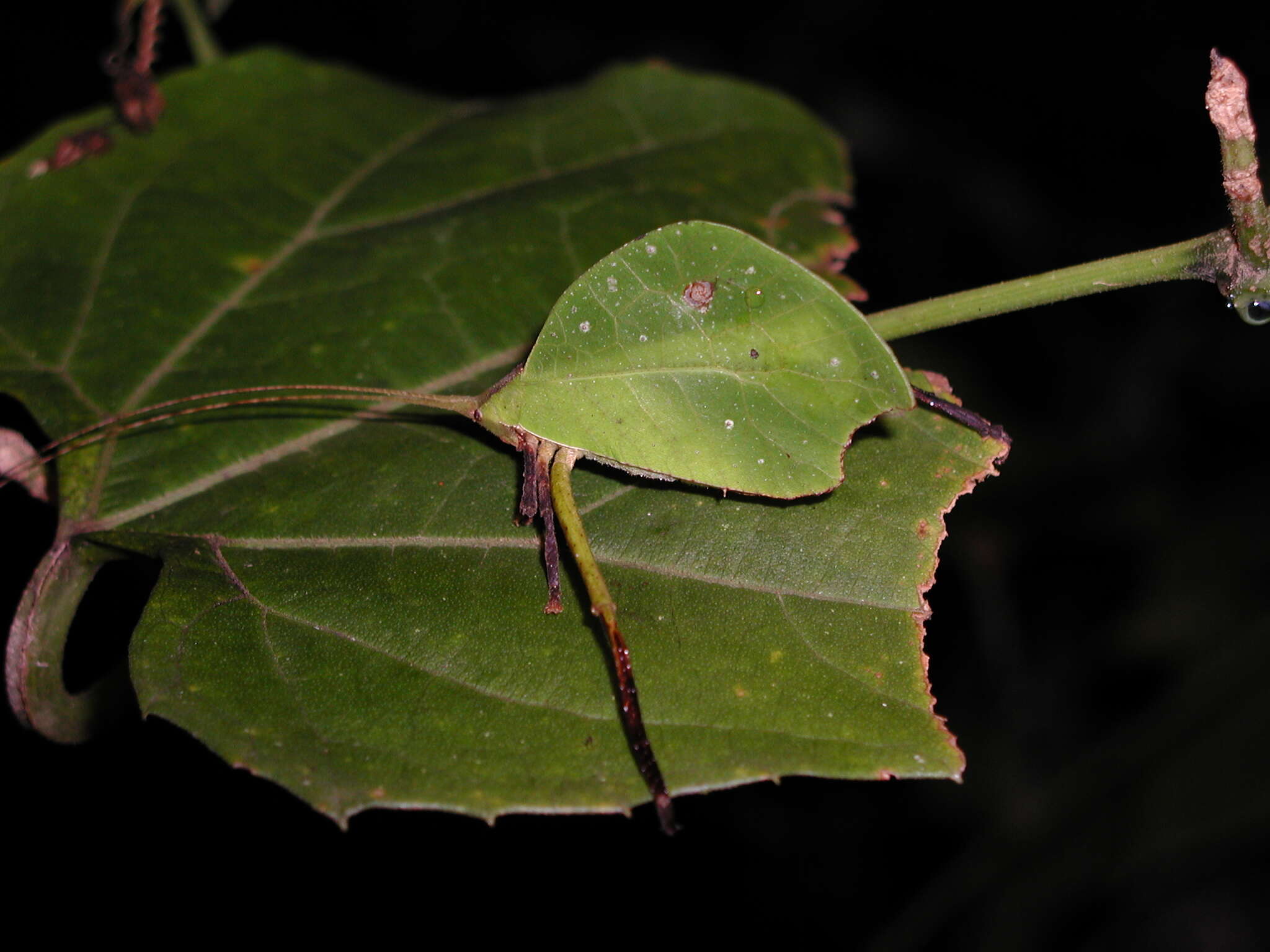 Typophyllum mortuifolium Walker & F. 1870 resmi