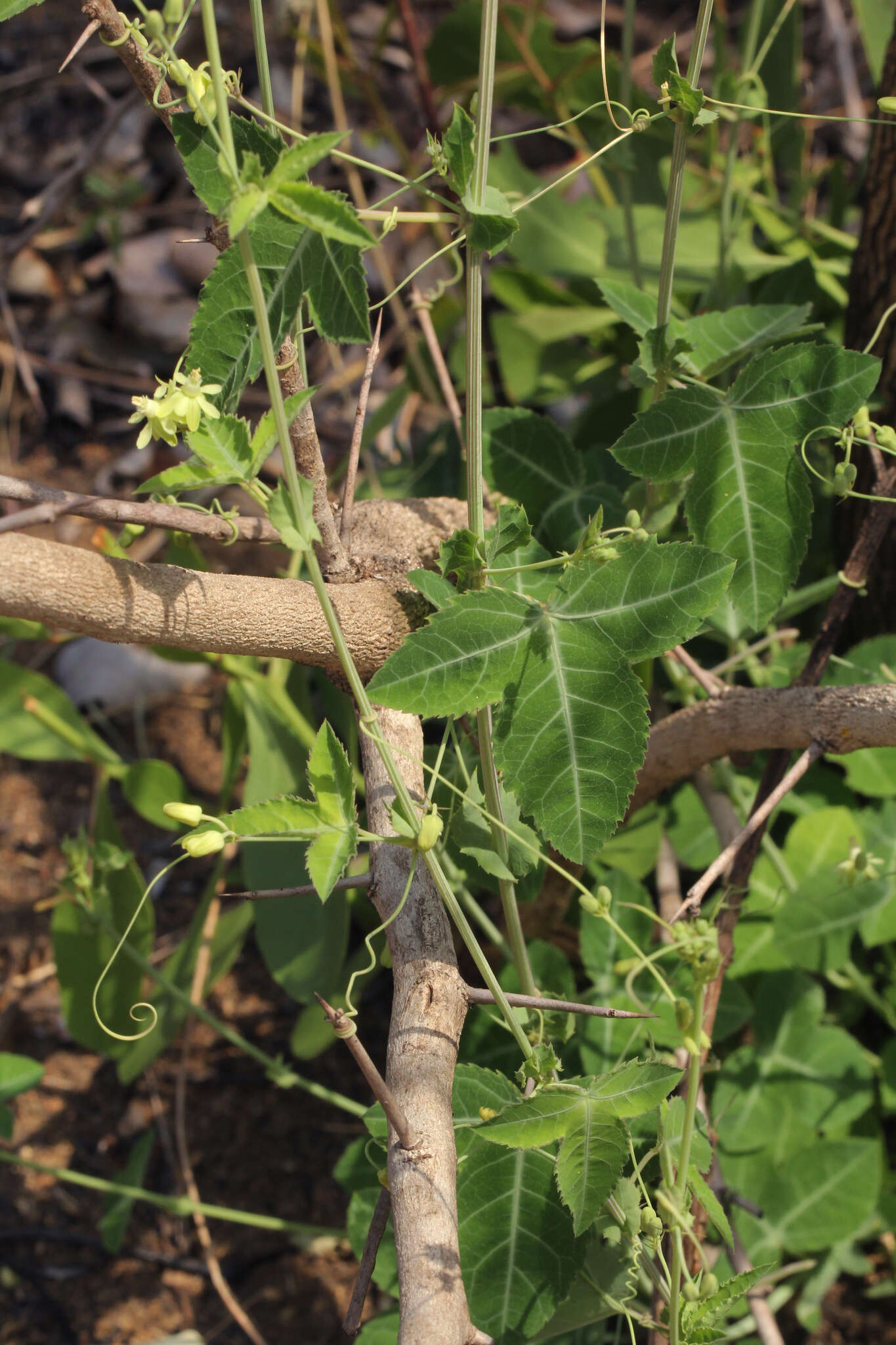 Imagem de Basananthe triloba (Bolus) de Wilde