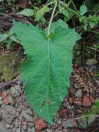 Image of Salvia japonica var. formosana Murata