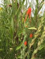 Image of Castilleja minor var. exilis (A. Nelson) J. M. Egger