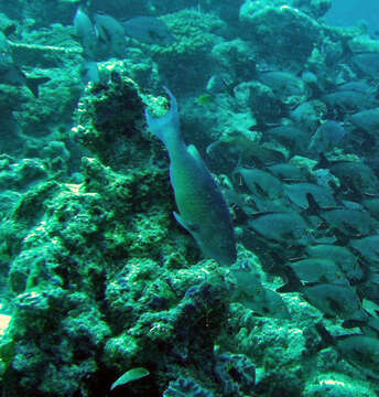 Image of Heavybeak Parrotfish