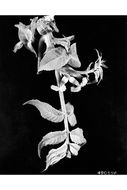 Image of black walnut