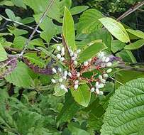 Viburnum nudum var. cassinoides (L.) Torr. & A. Gray的圖片