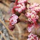 Image de Euphorbia radians var. stormiae (Croizat) Rzed. & Calderón