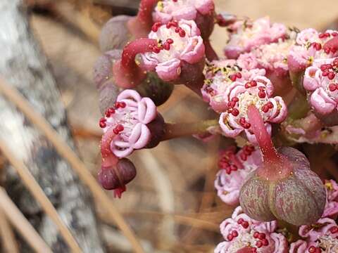 Image de Euphorbia radians Benth.