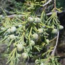 Image of Juniperus occidentalis Hook.
