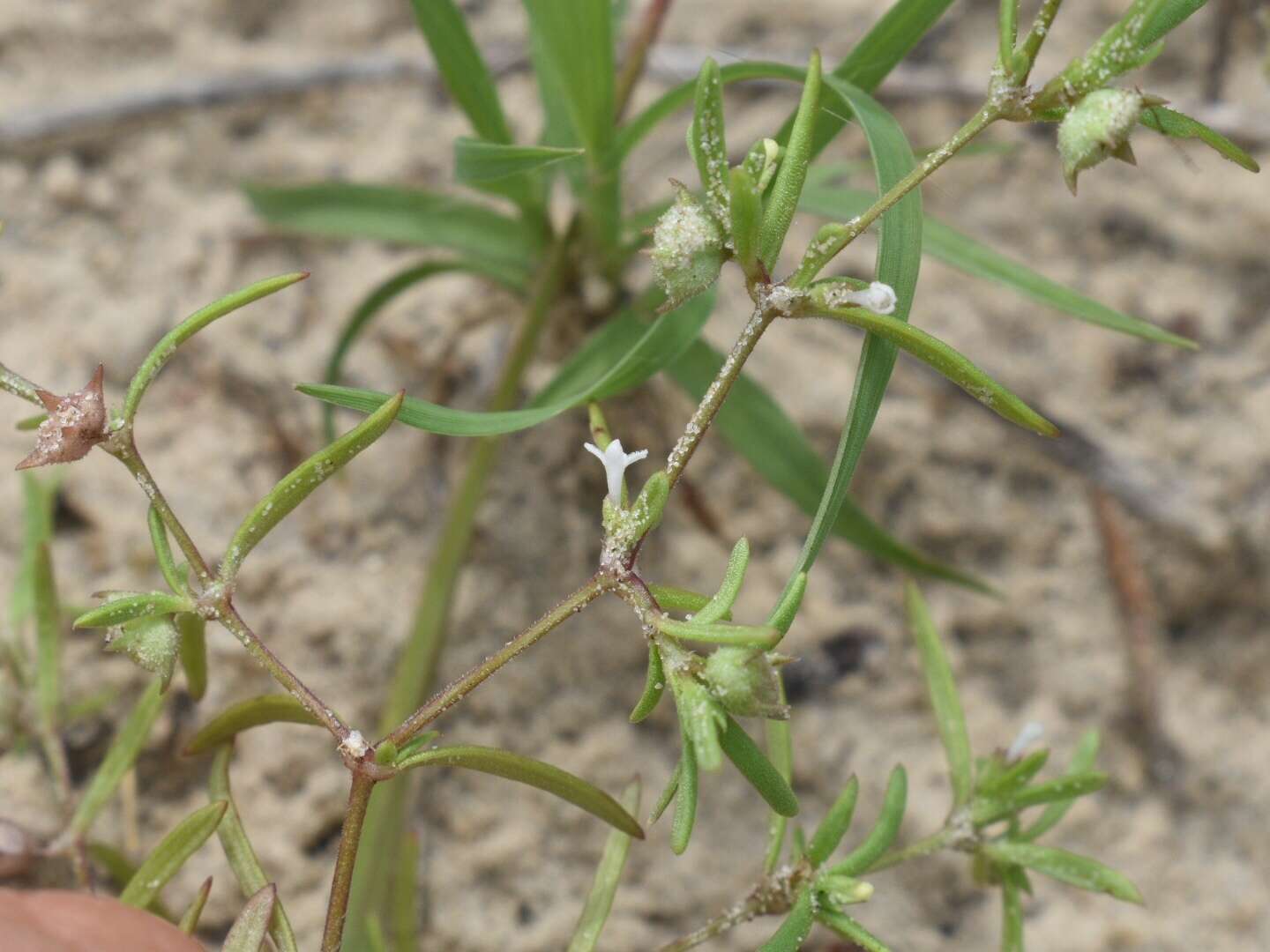 Image of nodding bluet