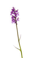 Image de Orchis de Traunsteiner