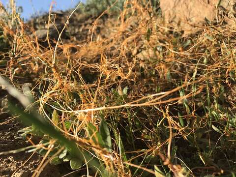 Image of chaparral dodder