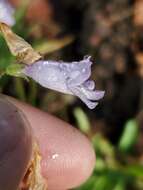 Image of Apache beardtongue