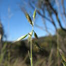 Image de Rytidosperma monticola (Vickery) Connor & Edgar