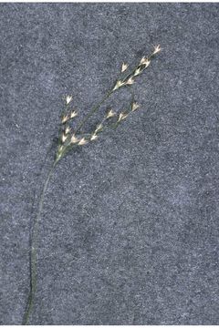 Image of forked rush