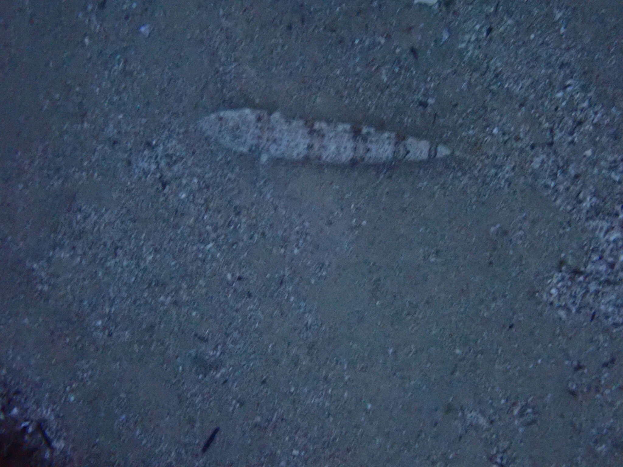 Image of Sand lizardfish