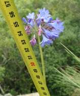 Image of Agapanthus campanulatus subsp. campanulatus