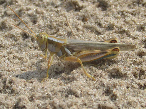 Image of Yellowish Spur-Throat Grasshopper