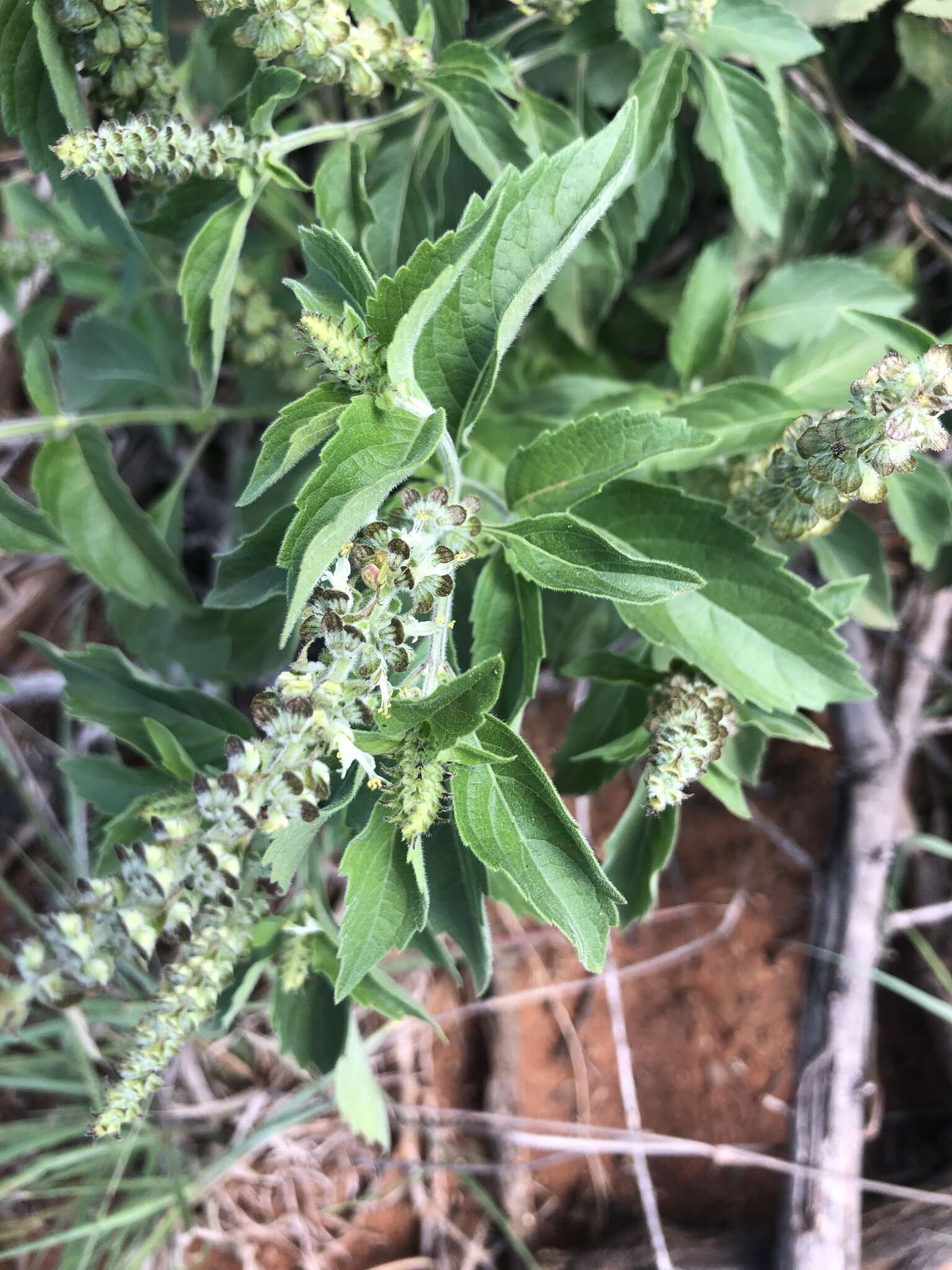 Image de Ocimum americanum var. americanum