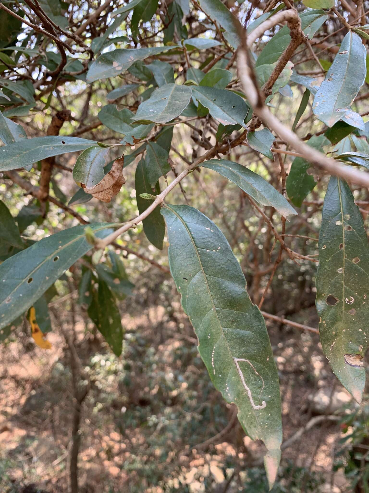 Imagem de Combretum kraussii Hochst.