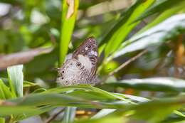 Image of Ptychandra talboti Hobby 1940