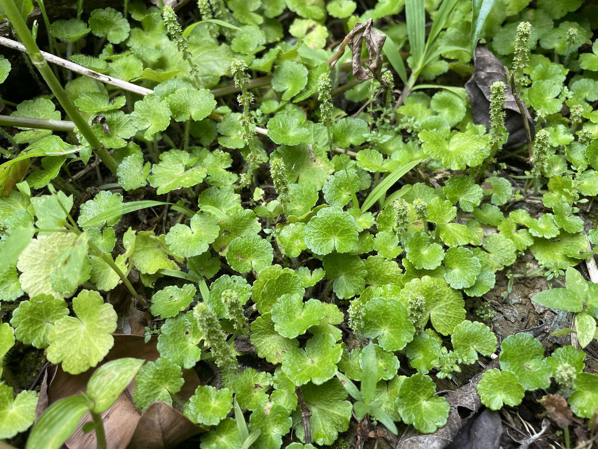 Image de Hydrocotyle hirsuta Sw.