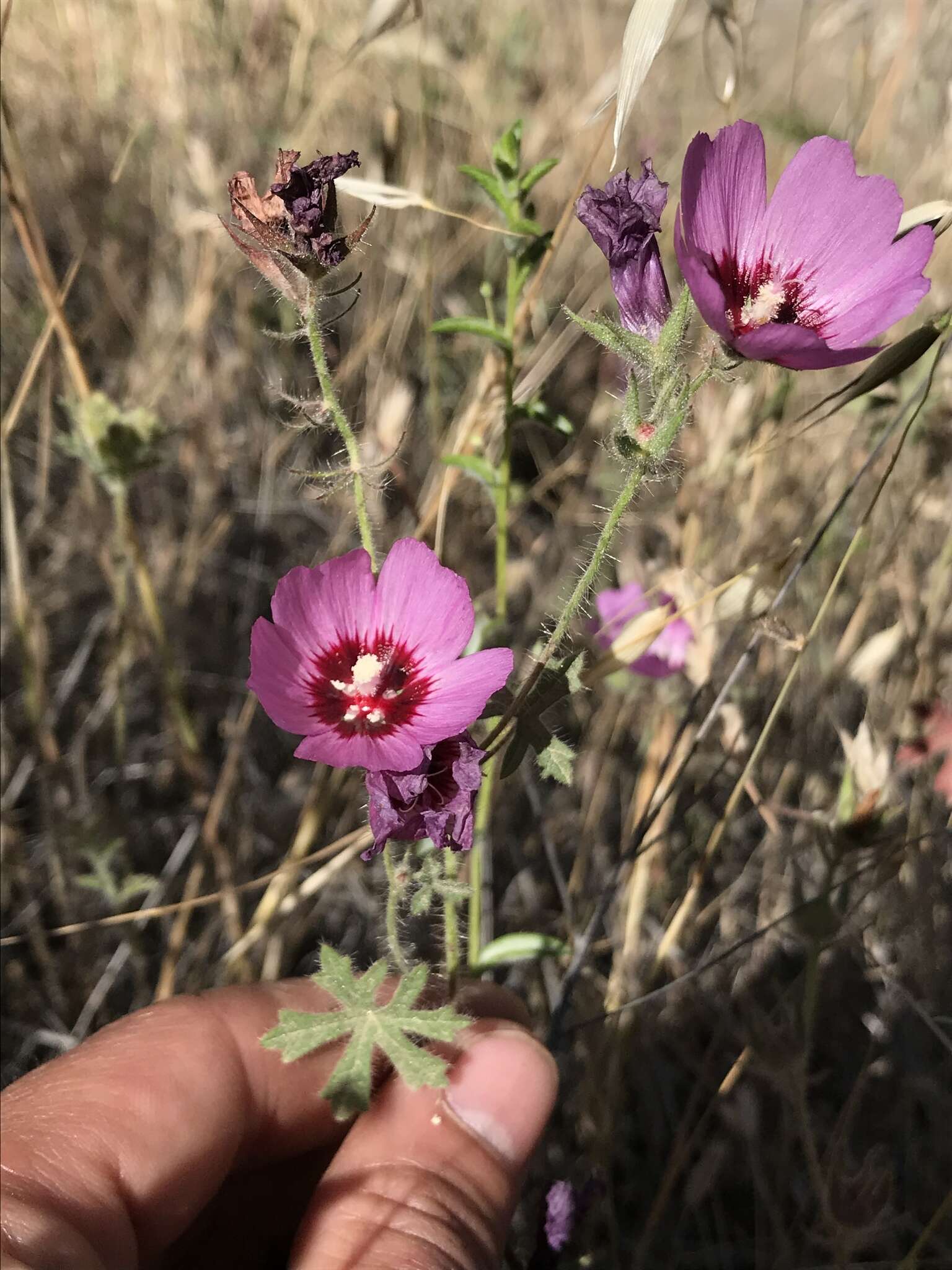 Image of Keck's checkerbloom