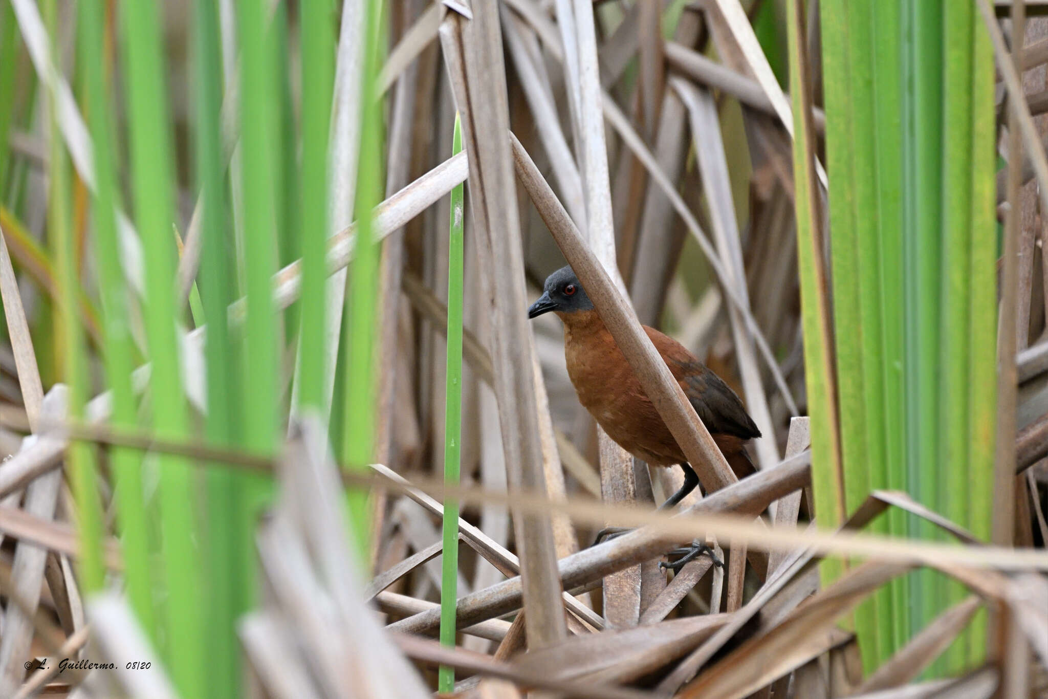 Image of Ruddy Crake