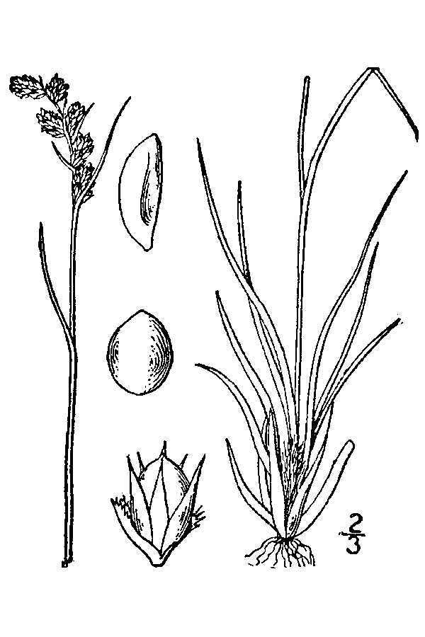 Luzula spicata (rights holder: "<a href=""http://www.knps.org"">Kentucky Native Plant Society</a>. Scanned by <a href=""http://www.omnitekinc.com/"">Omnitek Inc</a>.")