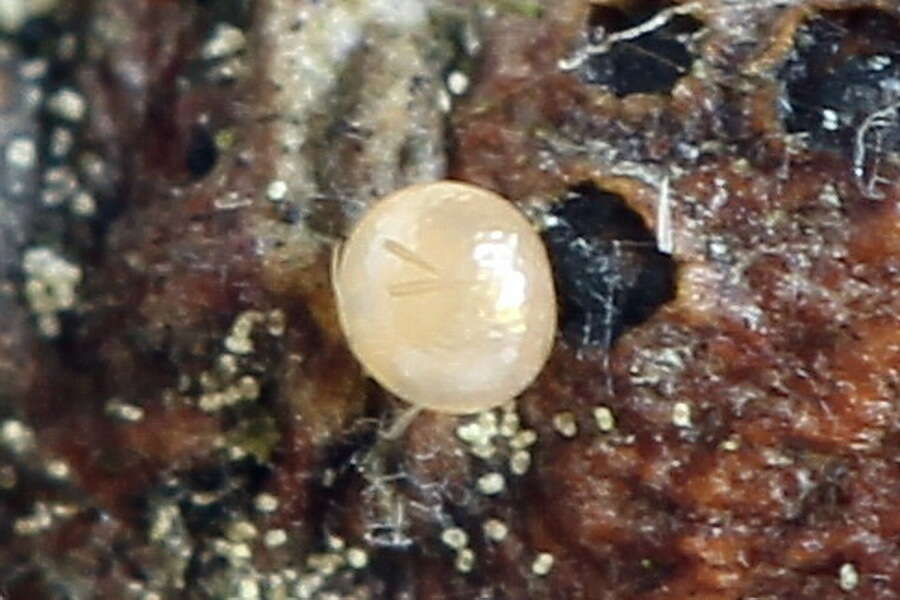 Image of small dotted footman