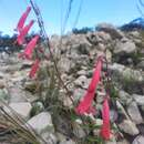 Слика од Penstemon isophyllus Robinson