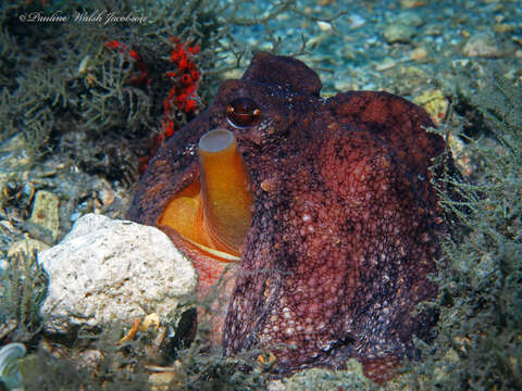 Image of Octopus americanus Froriep 1806