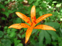 Lilium tsingtauense Gilg resmi