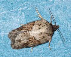 Image of Acleris ptychogrammos Zeller 1875