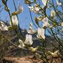 Image of thickpod milkvetch