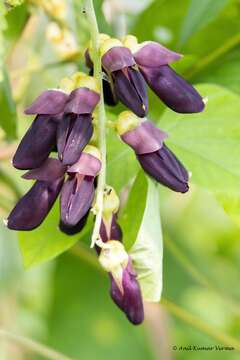 Plancia ëd Mucuna pruriens (L.) DC.