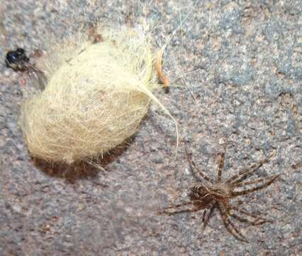 Image of Dolomedes gertschi Carico 1973