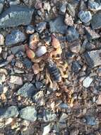 Image of Israeli Gold Scorpion