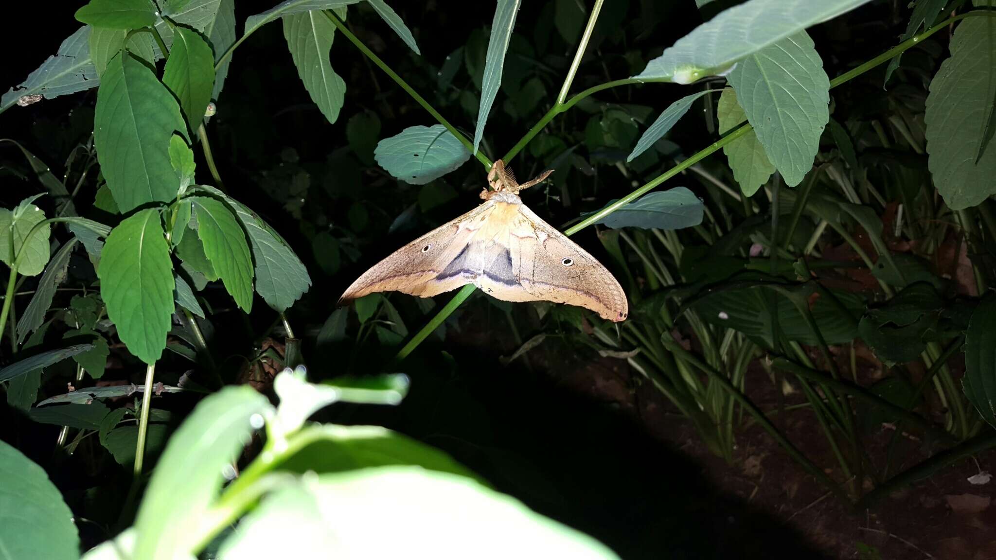 Image of Antheraea subgen. Telea Hübner (1819)