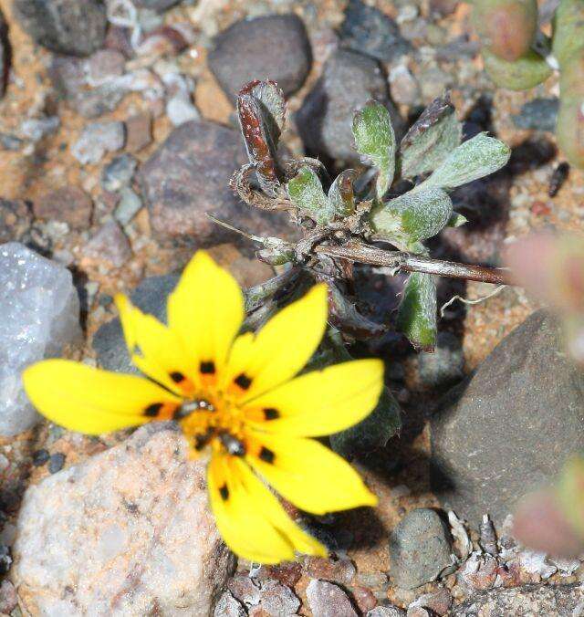 Image of Gazania lichtensteinii Less.