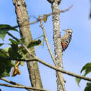 Image of Stripe-breasted Woodpecker