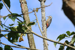 Image of Stripe-breasted Woodpecker