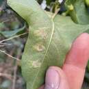 Imagem de Calycomyza ipomaeae Frost 1931