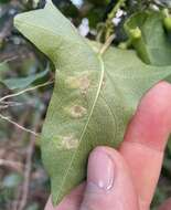 Image of Calycomyza ipomaeae Frost 1931