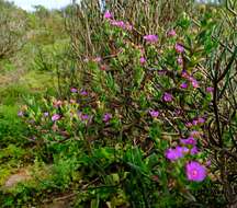 صورة Ruschia langebaanensis L. Bol.