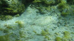 Image of Flounder