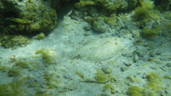 Image of Flounder